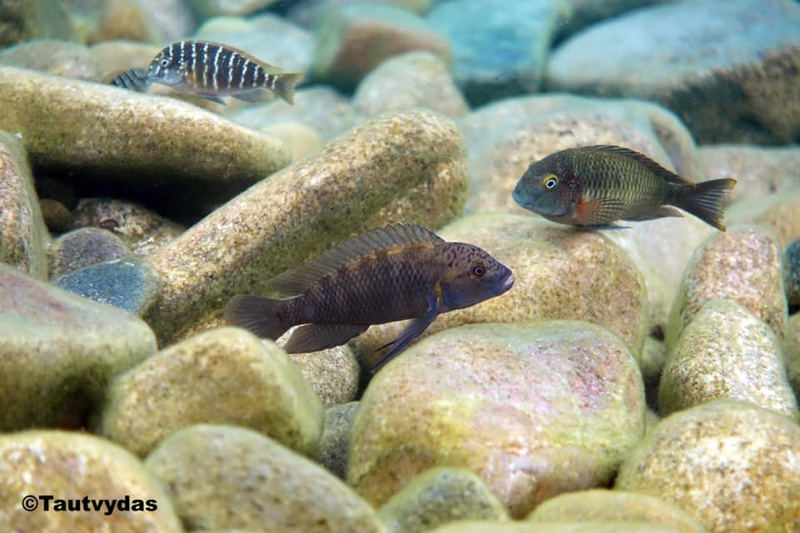 Tropheus moorii 'Cape Kapembwa'